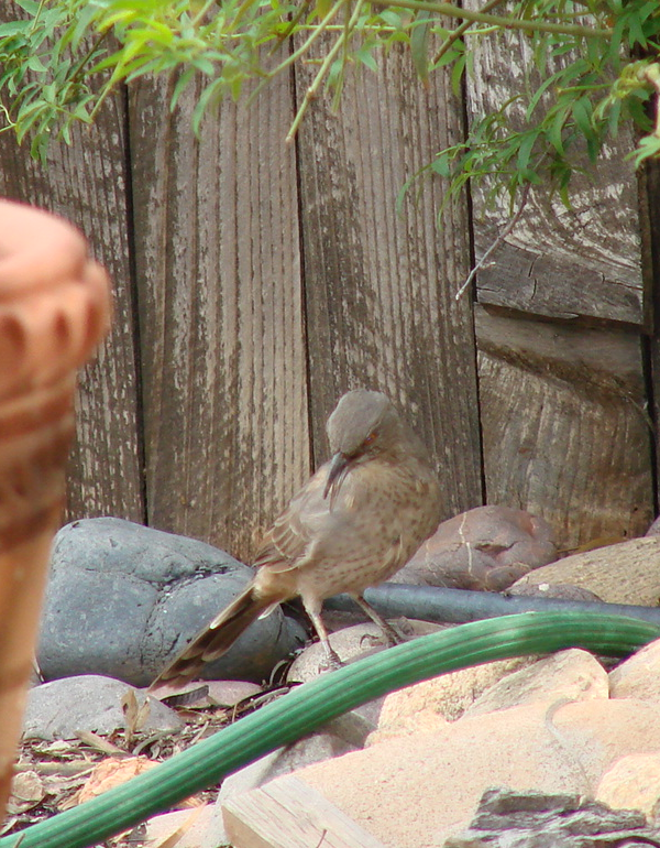 Curv-ebilled Thrasher September Cropped.bmp