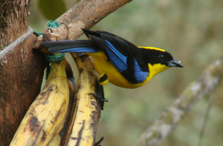 Colorful Birds Flying on Parrots In Fast Flying Flocks And Tanagers In The Treetops