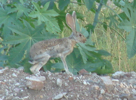 Addison Weiss. :D Antelope-jackrabbit-alamos-october-2007-112