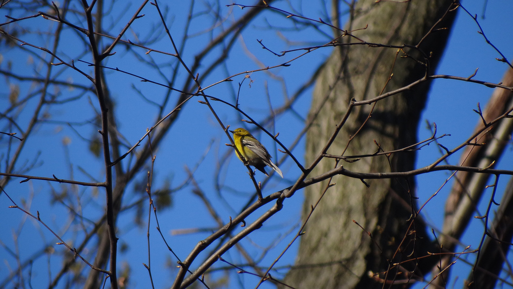 Pine Warbler
