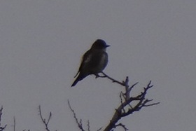 Olive-sided Flycatcher