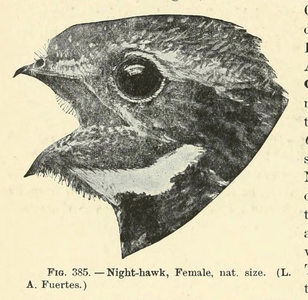 nighthawk