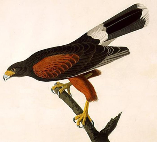 Audubon, Buteo harrisii