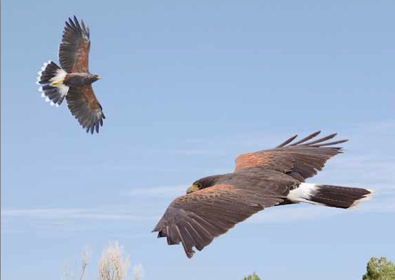 From The Crossley ID Guide: Raptors