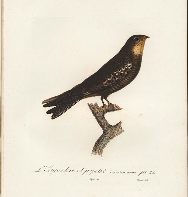 Vieillot Caprimulgus popetue