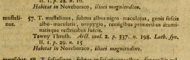 Gmelin's 1789 description of the Wood Thrush, Turdus mustelinus