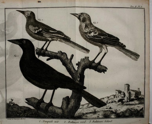 ornithologieoumt02bris_0181