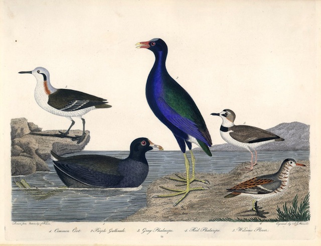 American Ornithology 9, pl. 73