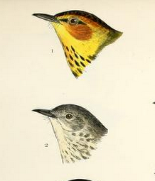 Cape May Warblers, John Cassin