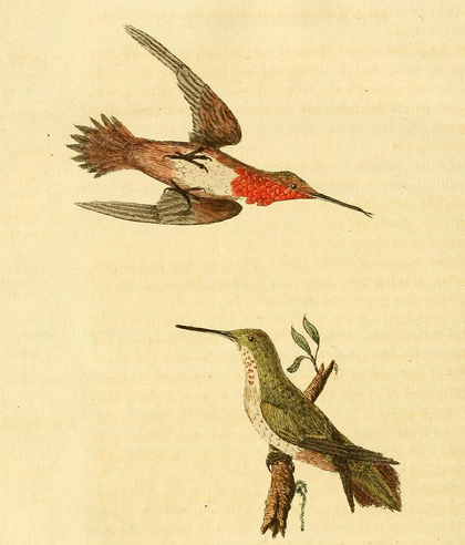 Latham Rufous Hummingbird