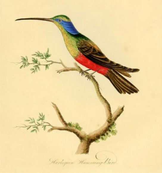 Harlequin Hummingbird