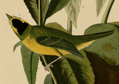 Audubon, wilson's warbler