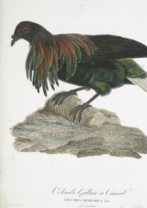 Nicobar Pigeon by Pauline Knip