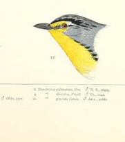 Ridgway History 1874 Grace's Warbler