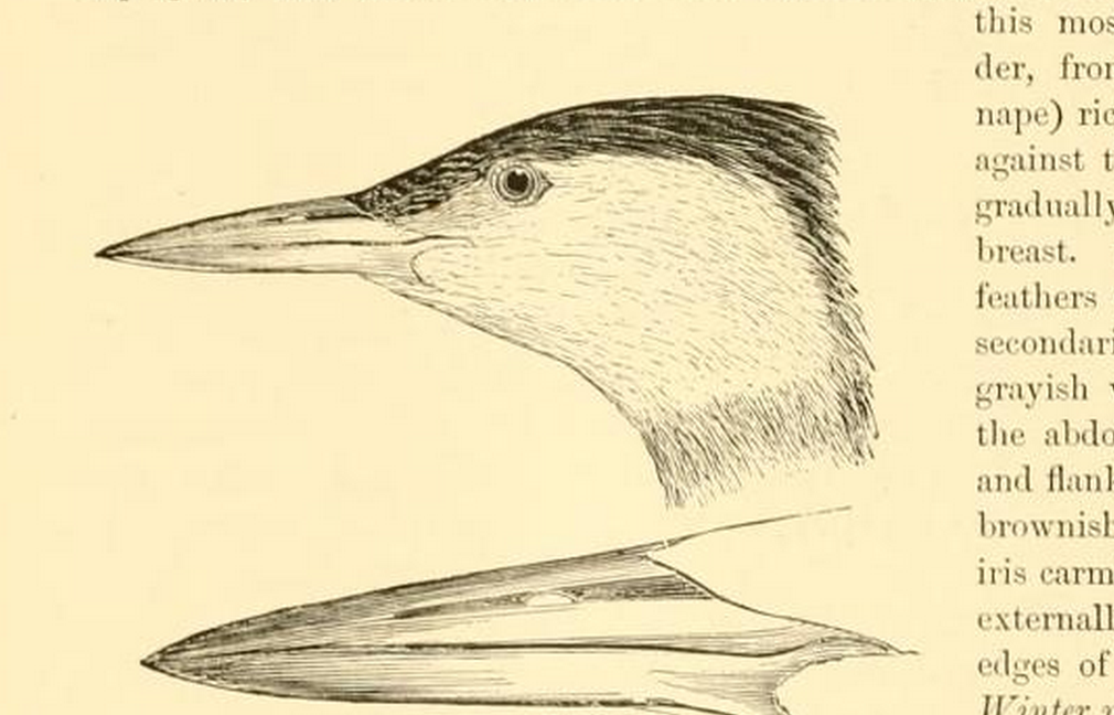 Baird, Water Birds