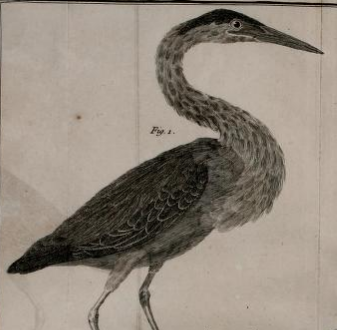 Green Heron, Martinet in Brisson 1760