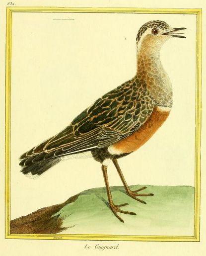 Martinet, Dotterel