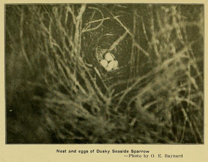 Dusky Seaside Sparrow, Oologist 31 -1914