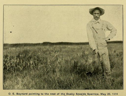 Dusky seaside sparrow nest, Baynard 1914