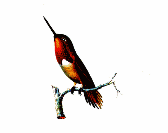 Lesson, Allen's hummingbird, le sasin