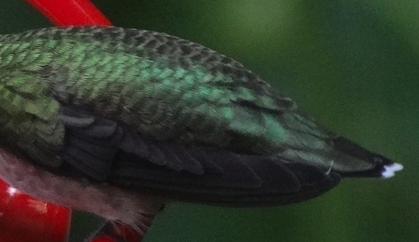 Ruby-thr Hummingbird wing