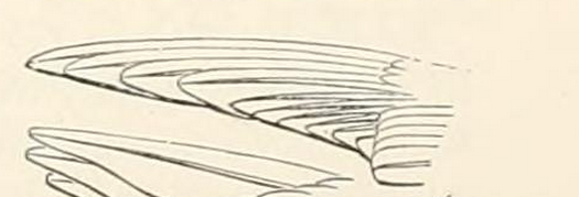 Baird, Hist, 1874, Archilochus
