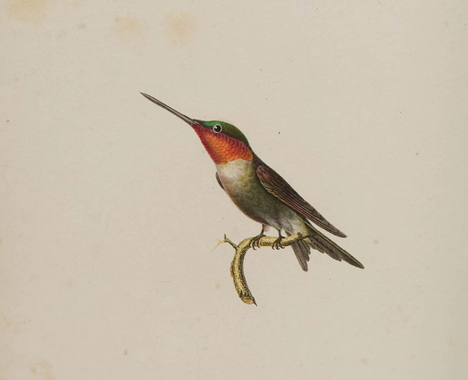 Lesson ruby-throated hummingbird pl 48