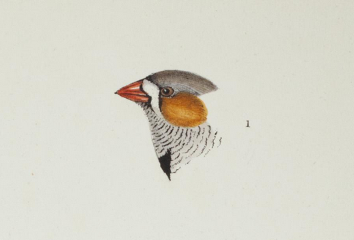 Gould, SynAust, Zebra Finch