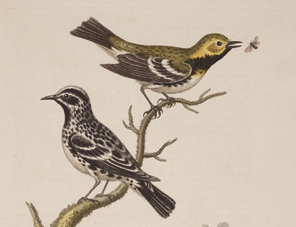 Edwards, Gl 2, black-throated green warbler