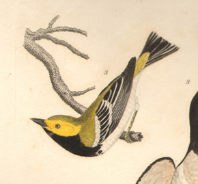 wilson, Plate 17, green black-throated warbler