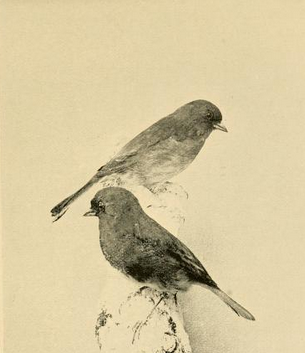 Parkhurst, slate-colored juncos