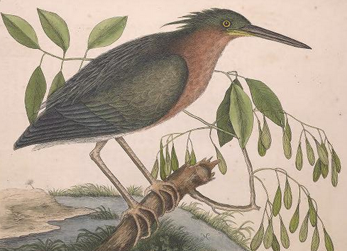 Catesby Green Heron Pl and txt 80