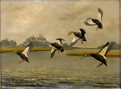 Edgar Burke, American black ducks