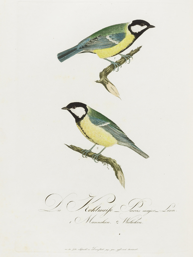 Teutsche ornithologie image 160