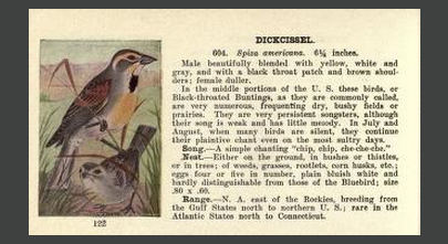Chester Reed dickcissel
