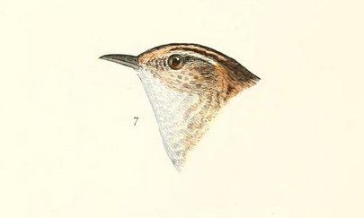 Sedge wren, Ridgway, Baird History