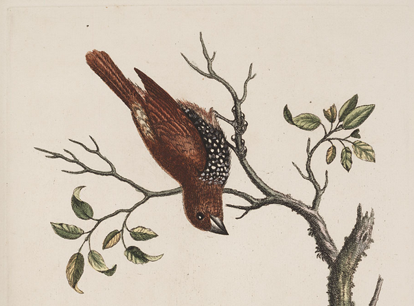 Edwards, Spotted Munia 1743