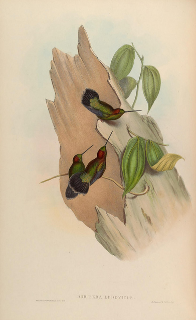 Gould, green-fronted lancebill
