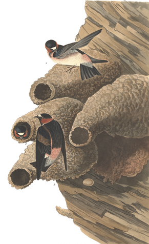 Audubon, cliff swallow