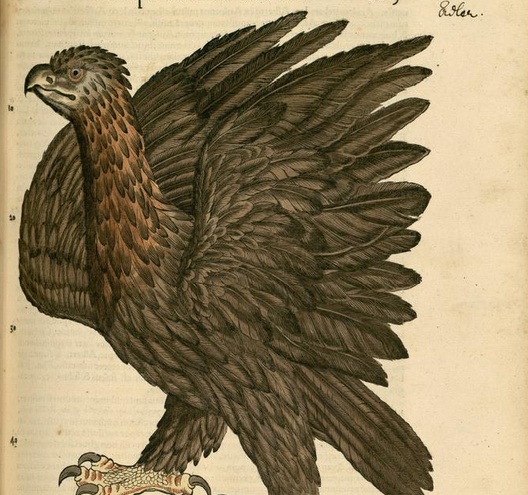 Gesner, eagle, image page 196