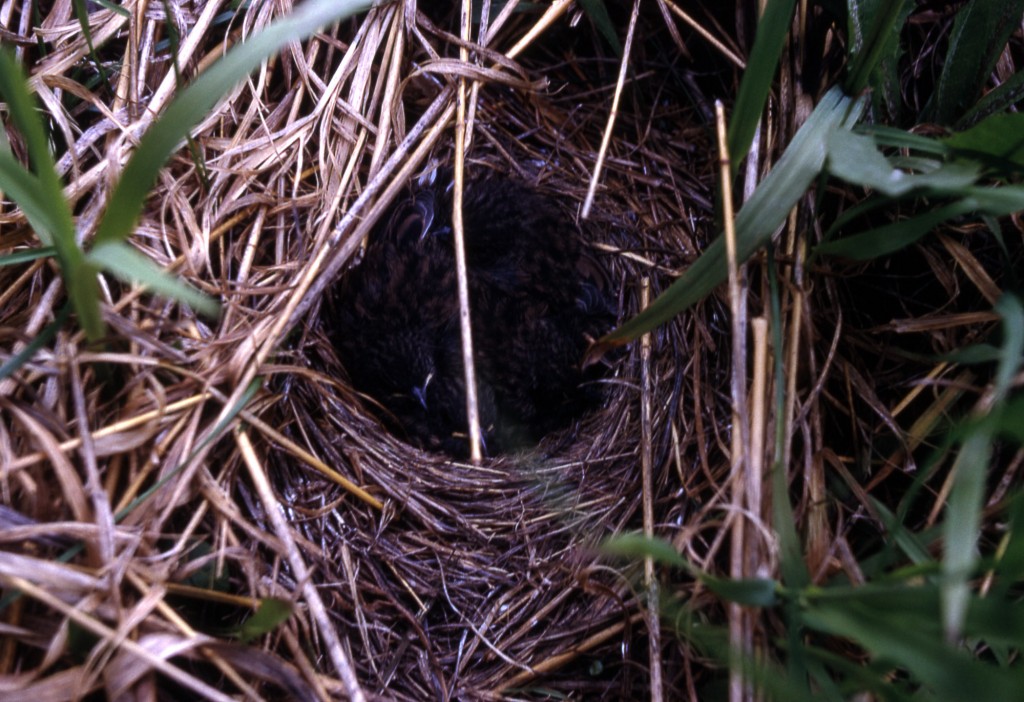 Dark-eyed Junco nest and young. Natl Park Service 