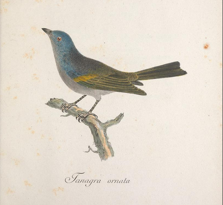 Golden-chevroned tanager, in Sparrman, Mus Carl