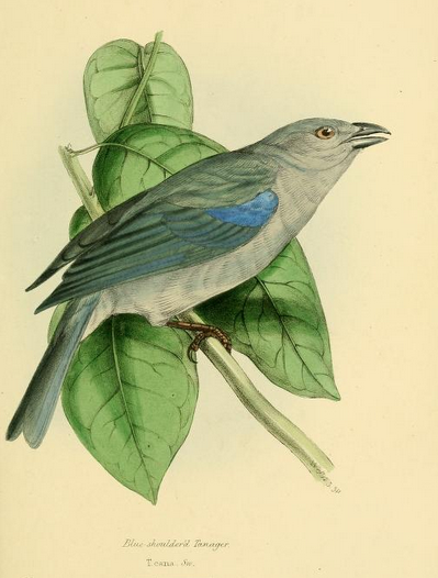 Swainson, cana blue-gray tanager