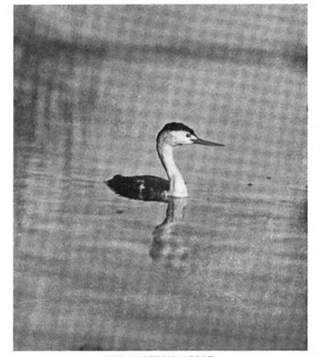 Clark's grebe