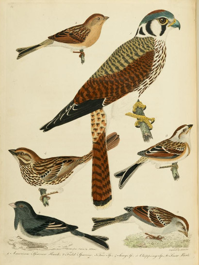 Alexander wilson VOlume 2 Plate 16 