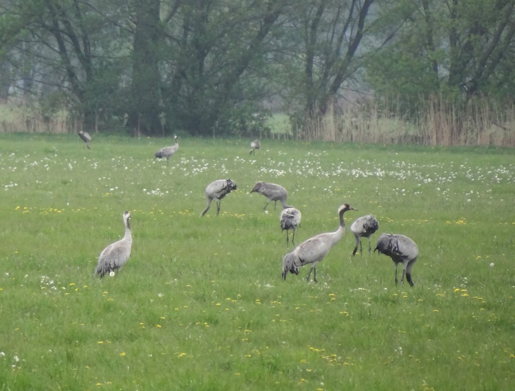 common crane