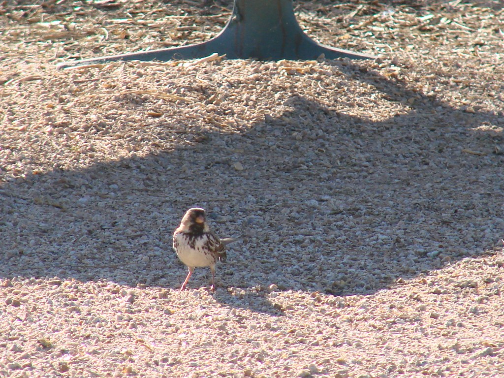 Harris's sparrow, Arizona