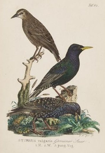 Naumann, European starlings