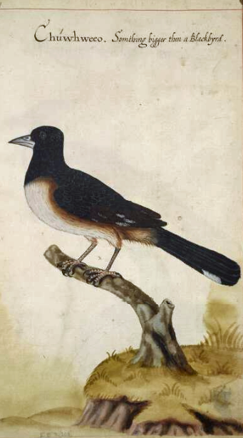 English Bird Names Archive - American Ornithological Society